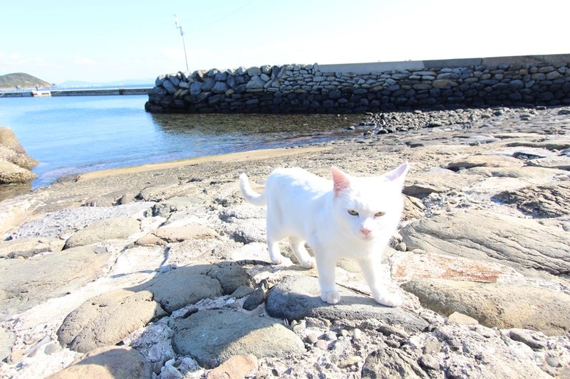 「相島」の猫