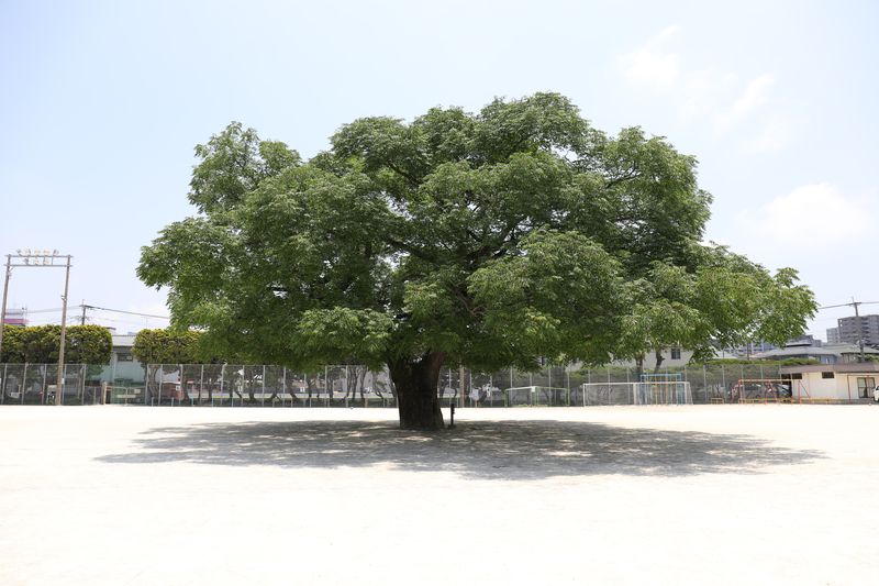 学校のシンボルツリーとなっている「せんだんの木」